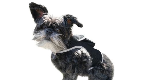 Realtime Waterproof Collar GSM GPS Dog Tracking Systems w/ Text Alerts Size:XS